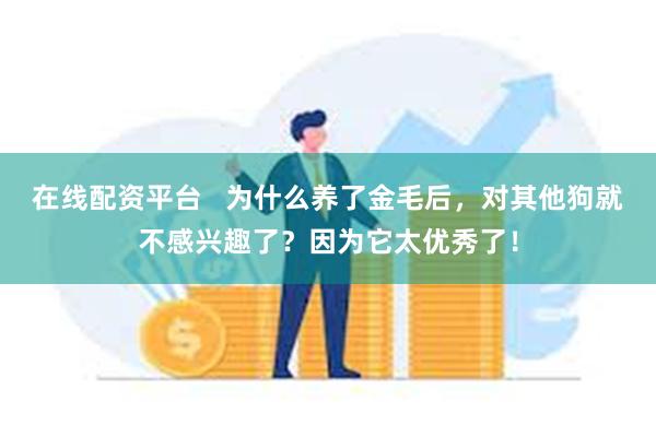 在线配资平台   为什么养了金毛后，对其他狗就不感兴趣了？因为它太优秀了！